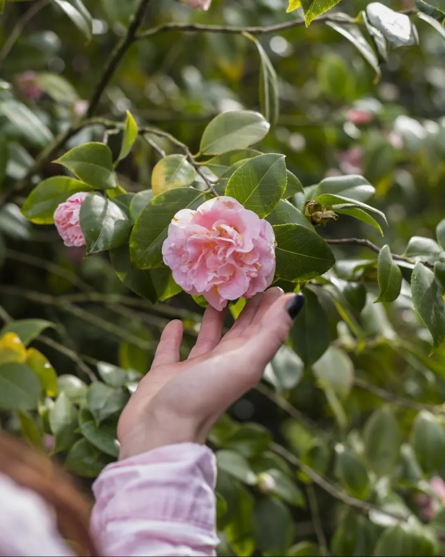Une main qui tient délicatement une rose du jardin